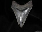 Excellent / Inch Megalodon Tooth - Collector Quality #56-2